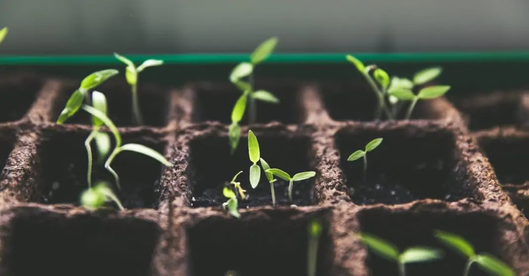 découvrez comment planter des arums avec notre guide complet. apprenez les meilleures techniques, les conditions idéales et les soins nécessaires pour faire fleurir ces magnifiques plantes dans votre jardin.