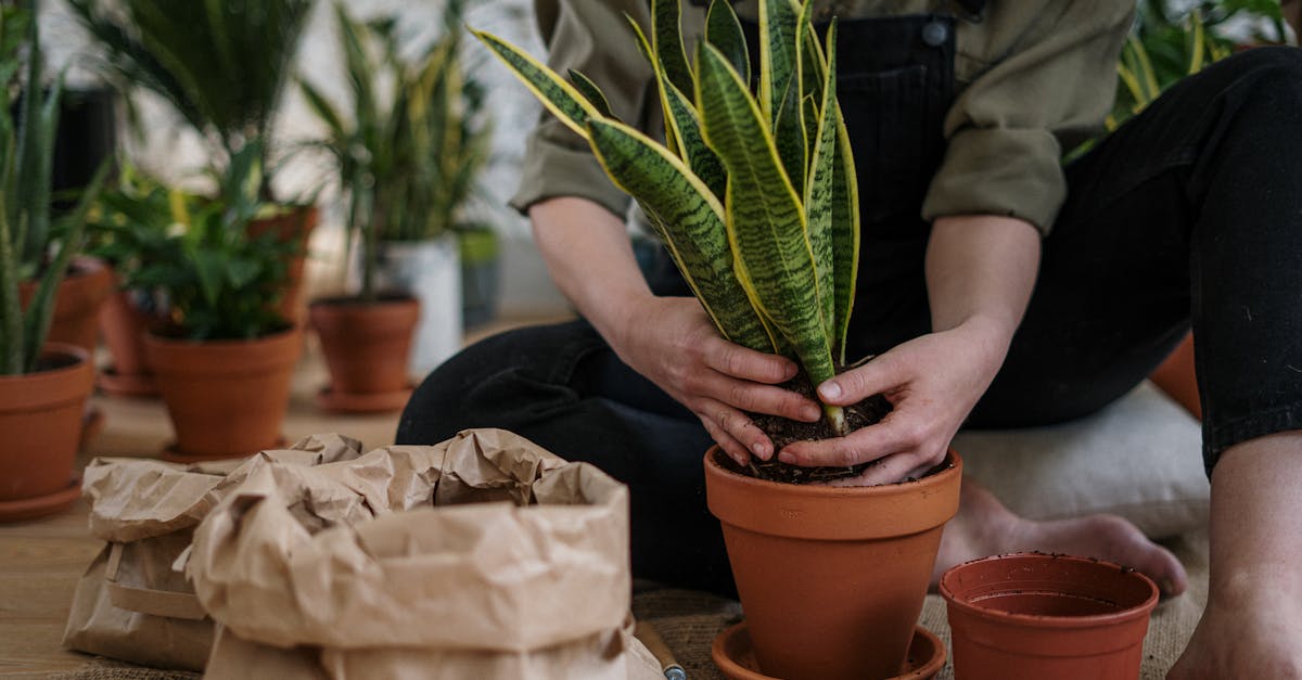 découvrez tout ce qu'il faut savoir sur la plantation d'arums : conseils pratiques, conditions idéales, entretien et astuces pour faire fleurir ces magnifiques plantes. transformez votre jardin en un véritable paradis floral avec nos recommandations sur la culture des arums.