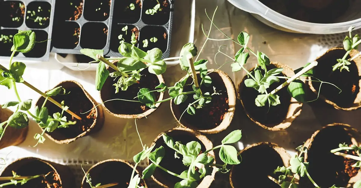 découvrez les meilleures techniques de plantation des arums pour embellir votre jardin. apprenez à choisir les variétés adaptées, à préparer le sol et à entretenir vos plantes pour profiter d'une floraison spectaculaire.