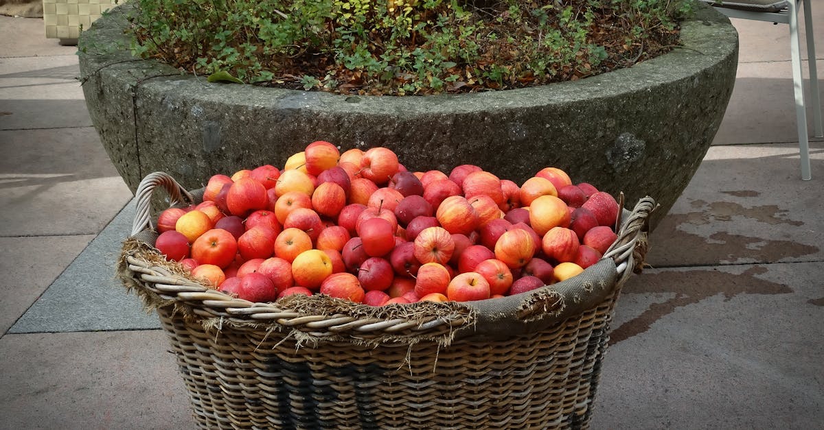 découvrez nos magnifiques jardinières d'automne, idéales pour embellir votre extérieur avec des couleurs chaleureuses et des plantes résistantes. transformez votre jardin ou balcon en un espace accueillant et accueillant pour cette saison.