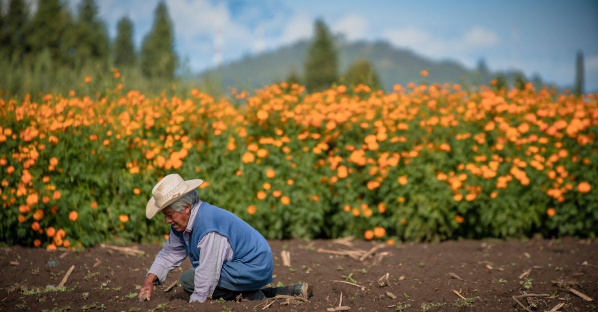 découvrez les meilleures astuces pour le jardinage à l'automne : plantes adaptées, conseils de plantation et entretien des espaces verts en cette saison. préparez votre jardin pour un éclat printanier!