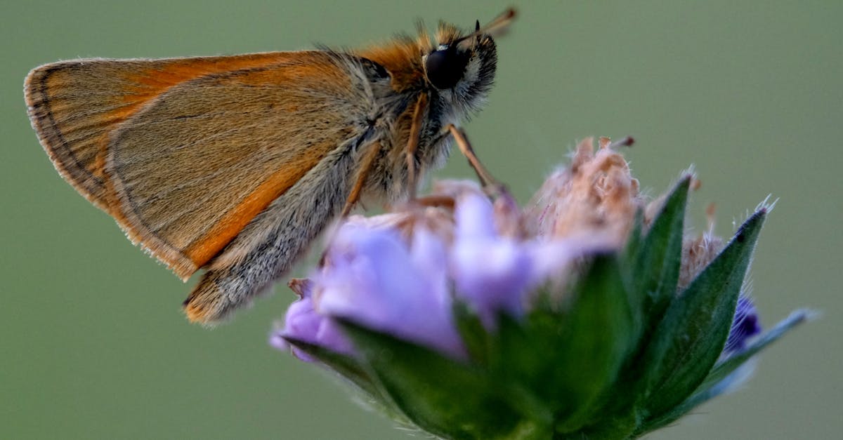 découvrez des recettes de beauté naturelles et efficaces pour sublimer votre peau et vos cheveux. des astuces simples à réaliser chez soi pour un éclat durable et un bien-être au quotidien.