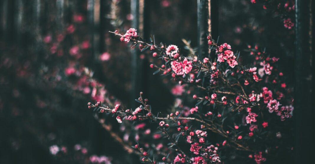 découvrez le concept de biophilia, qui explore le lien inné entre les êtres humains et la nature. apprenez comment cette connexion influence notre bien-être, notre créativité et notre environnement. plongez dans un monde où la nature et l'architecture se rejoignent pour améliorer notre qualité de vie.