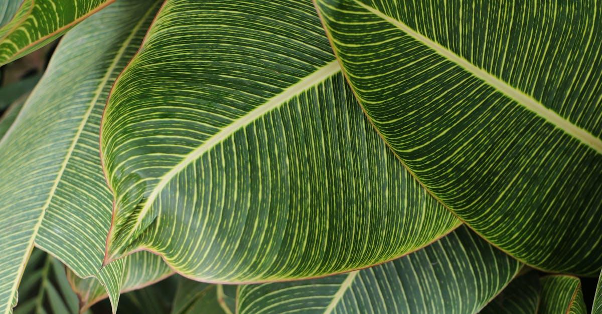 découvrez le concept de biophilia, qui explore la connexion innée entre l'homme et la nature. apprenez comment cette approche peut enrichir notre quotidien, favoriser notre bien-être et inspirer des designs architecturaux harmonieux avec l'environnement.