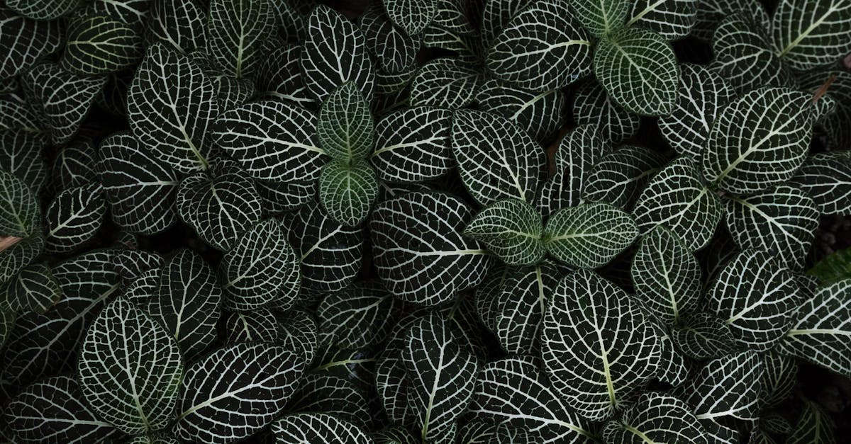 découvrez le concept de biophilia, une connexion innée entre l'homme et la nature, qui explore les bénéfices psychologiques et physiques de notre relation avec l'environnement naturel. plongez dans l'importance de la biodiversité et comment elle enrichit notre bien-être au quotidien.