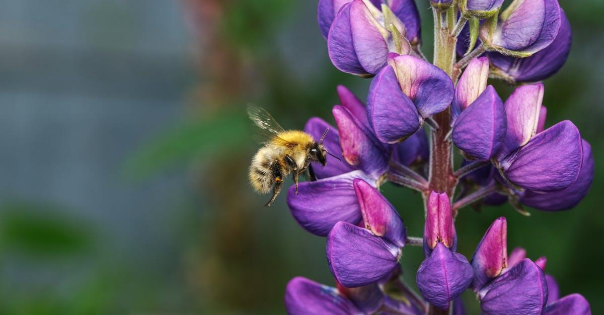 découvrez la morelle noire, une plante aux vertus médicinales fascinantes. analysons ses caractéristiques, ses usages traditionnels et ses précautions d'emploi dans cet article complet sur cette espèce intrigante.