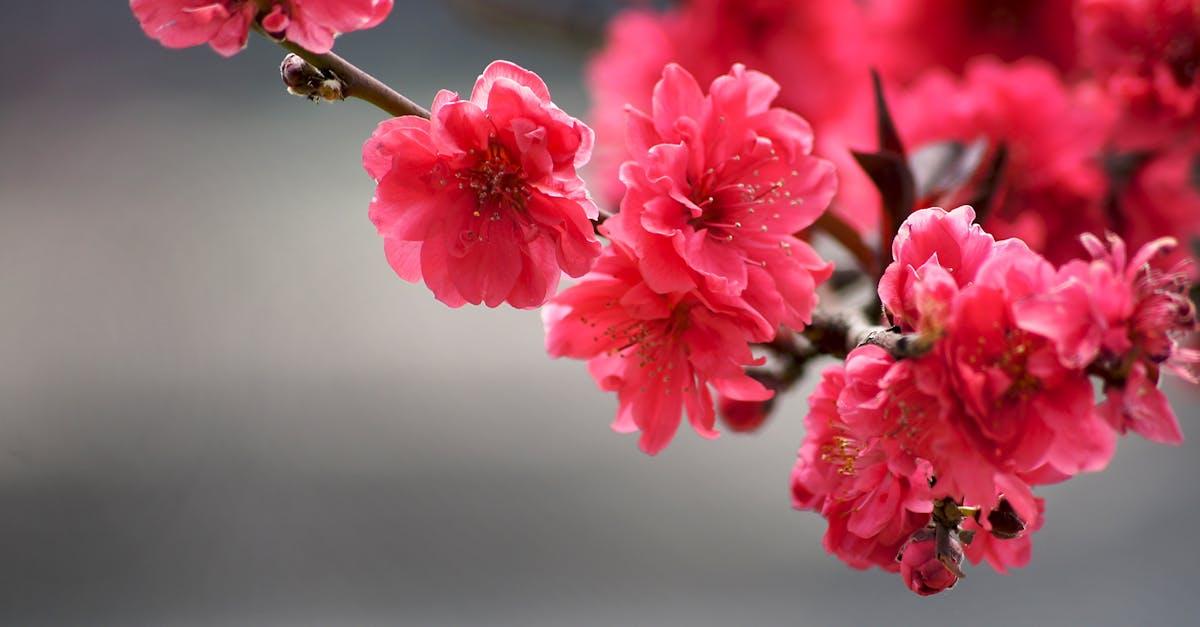 découvrez 'blooming', une expérience florale inoubliable qui célèbre la beauté de la nature à travers des créations florales uniques et raffinées. plongez dans un univers de couleurs et de senteurs qui éveilleront vos sens et embelliront votre quotidien.