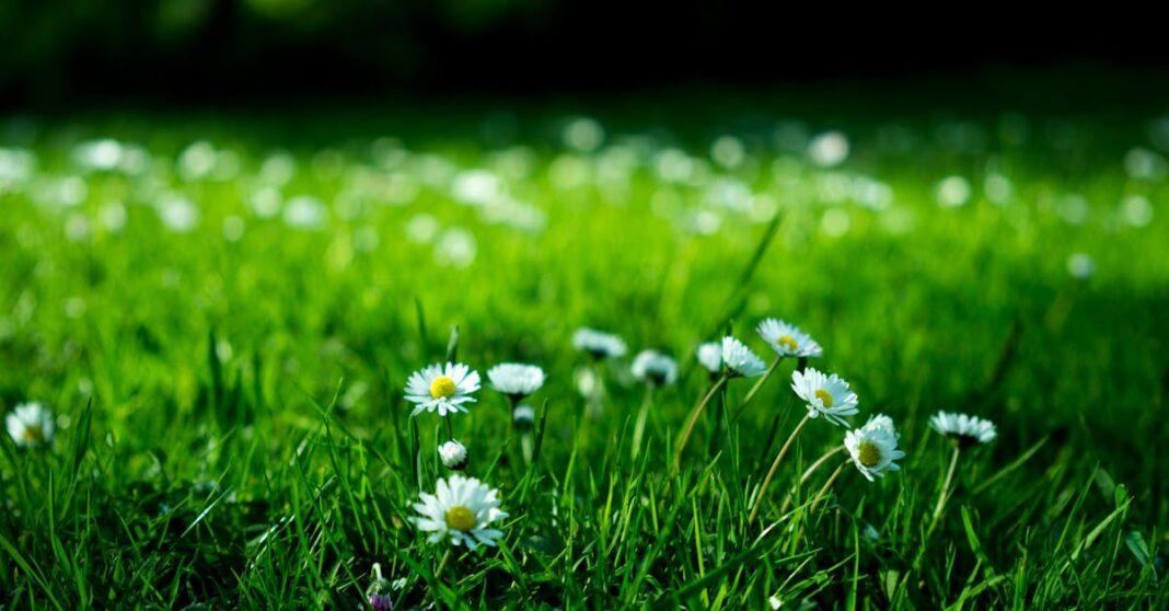 découvrez l'univers de 'blooming', où la beauté et la nature s'épanouissent. explorez des conseils pour cultiver vos passions, embellir votre espace et profiter de moments épanouissants.