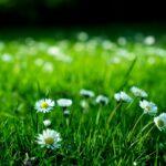 découvrez l'univers de 'blooming', où la beauté et la nature s'épanouissent. explorez des conseils pour cultiver vos passions, embellir votre espace et profiter de moments épanouissants.