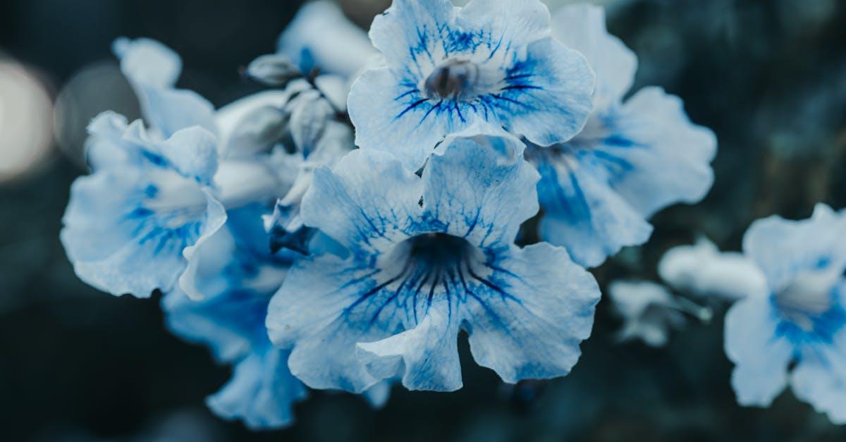 découvrez l'élégance des fleurs bleues avec notre collection unique. parfaites pour égayer vos espaces, ces créations florales apportent une touche de fraîcheur et de sérénité. plongez dans un monde enchanteur où les nuances de bleu s'épanouissent en beauté.