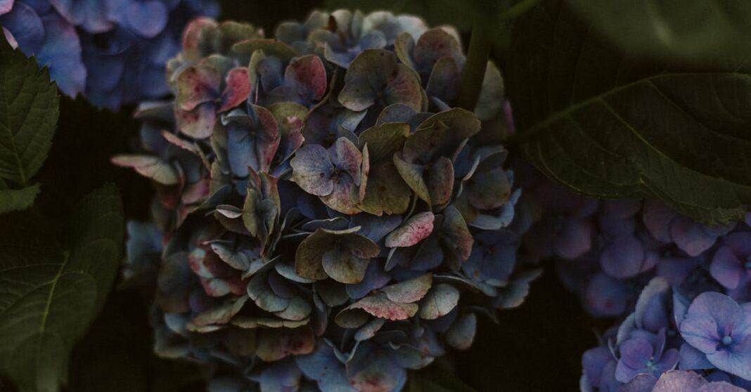 découvrez l'élégance des fleurs bleues avec notre sélection unique. ces floraisons rares apporteront une touche de couleur et de fraîcheur à votre jardin ou à votre intérieur. plongez dans l'univers enchanteur des fleurs bleues et créez une atmosphère apaisante et raffinée.