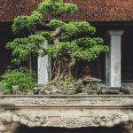 Découverte du bonsaï : astuces et techniques pour un entretien réussi découvrez l'art du bonsaï, cette pratique ancestrale japonaise qui consiste à cultiver de mini arbres en pot. apprenez les techniques de taille, d'arrosage et d'entretien pour créer votre propre paysage miniature et apporter une touche zen à votre intérieur.