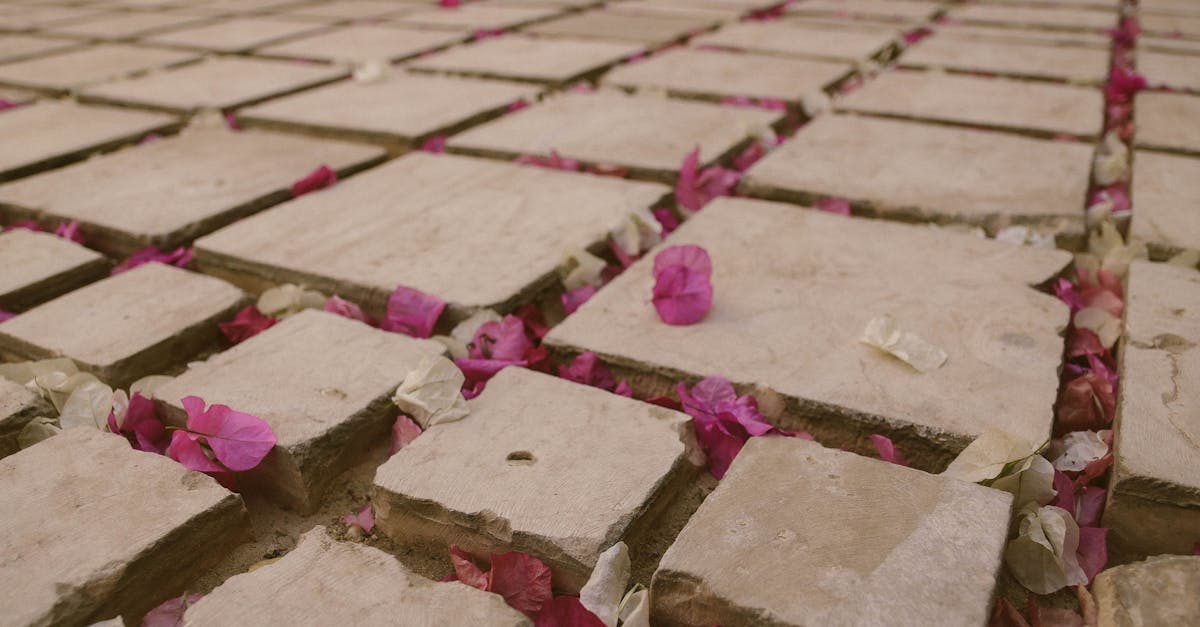 découvrez le bougainvillier, une plante grimpante aux couleurs éclatantes qui embellit jardins et terrasses. apprenez ses secrets de culture et d'entretien pour profiter pleinement de sa floraison spectaculaire.