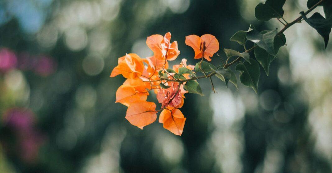 découvrez l'élégance de la bougainvillée, cette plante grimpante aux couleurs vives, idéale pour embellir vos jardins et terrasses. apprenez-en plus sur ses soins et son entretien pour profiter pleinement de sa beauté tout au long de l'année.