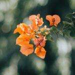 Choisir et entretenir le bougainvillier : conseils pratiques pour une floraison éclatante découvrez l'élégance de la bougainvillée, cette plante grimpante aux couleurs vives, idéale pour embellir vos jardins et terrasses. apprenez-en plus sur ses soins et son entretien pour profiter pleinement de sa beauté tout au long de l'année.
