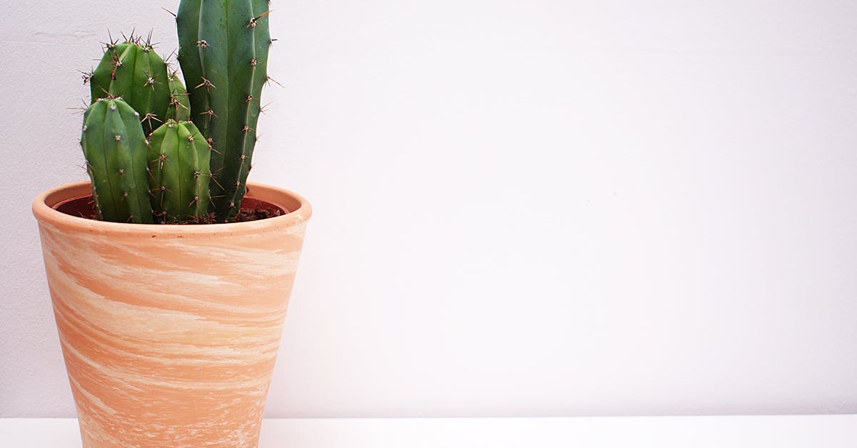 découvrez l'univers fascinant des cactus : une variété de plantes succulentes aux formes uniques et aux besoins d'entretien minimaux. apprenez comment les cultiver et embellir votre intérieur avec ces végétaux originaux.