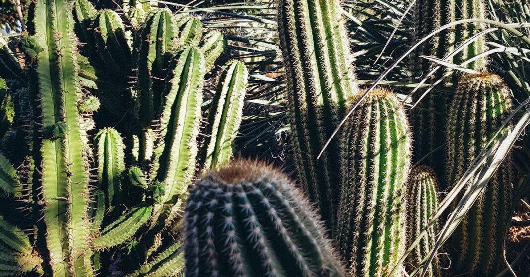 découvrez l'univers fascinant des cactus, ces plantes succulentes aux formes variées et aux couleurs vibrantes. apprenez à les cultiver et les entretenir chez vous pour ajouter une touche de verdure à votre intérieur.