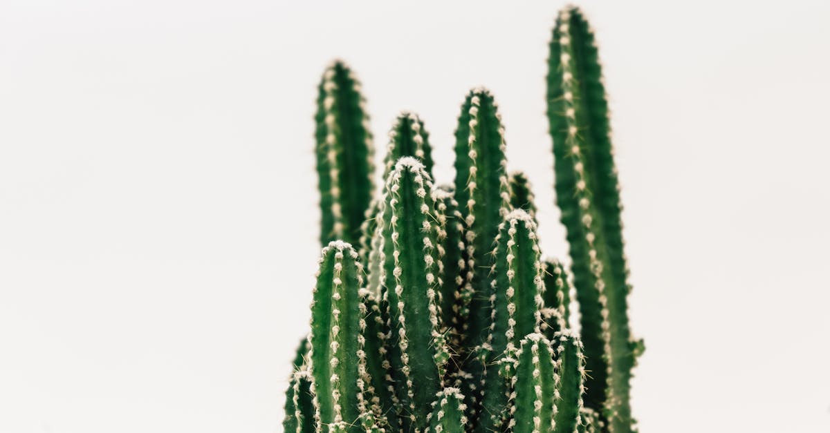 découvrez tout ce que vous devez savoir sur les cactus, ces plantes fascinantes qui apportent une touche d'exotisme à n'importe quel espace. apprenez à les cultiver, à les entretenir et à explorer les différentes variétés qui séduisent les amateurs de jardinage.