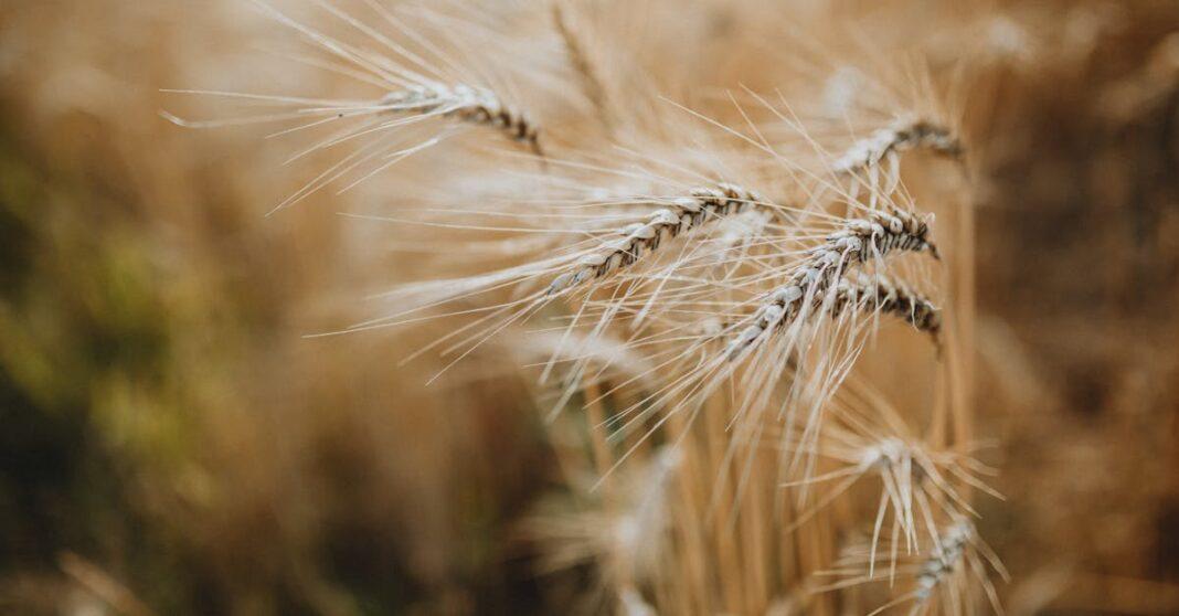 découvrez l'art de la culture de cannabis avec nos conseils pratiques et techniques. apprenez à optimiser votre récolte, choisir les meilleures variétés et maîtriser les conditions de culture pour obtenir des plantes saines et luxuriantes.