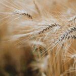 Comment réussir la culture des cannas dans son jardin ? découvrez l'art de la culture de cannabis avec nos conseils pratiques et techniques. apprenez à optimiser votre récolte, choisir les meilleures variétés et maîtriser les conditions de culture pour obtenir des plantes saines et luxuriantes.