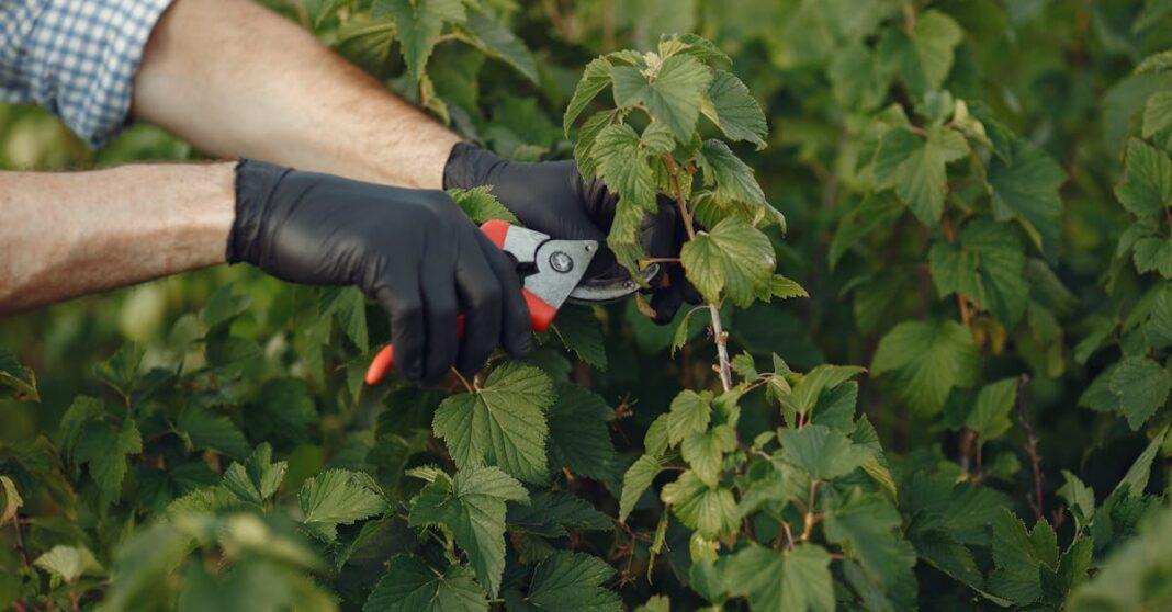 découvrez nos conseils et services pour l'entretien des haies de cèdre. assurez la santé et la beauté de vos haies grâce à des méthodes professionnelles et respectueuses de l'environnement.