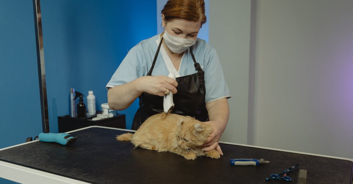 optimisez la santé et l'apparence de vos cèdres avec nos conseils pratiques pour le taille. découvrez les techniques essentielles pour un élagage efficace, favorisant une croissance harmonieuse et une beauté naturelle.