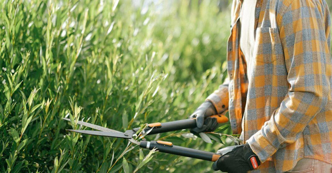 découvrez nos expertises en taille de cèdre pour redonner vie à votre jardin. apprenez les techniques de coupe adaptées pour entretenir vos arbres, favoriser leur croissance et embellir votre espace extérieur.