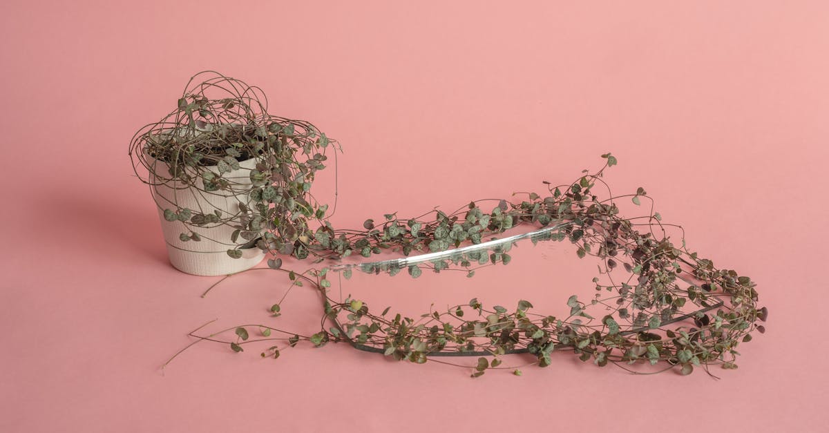 découvrez la ceropegia, une plante intrigante au port grimpant et aux fleurs uniques. apprenez à l'entretenir et à l'intégrer dans vos espaces verts pour profiter de son charme exotique.