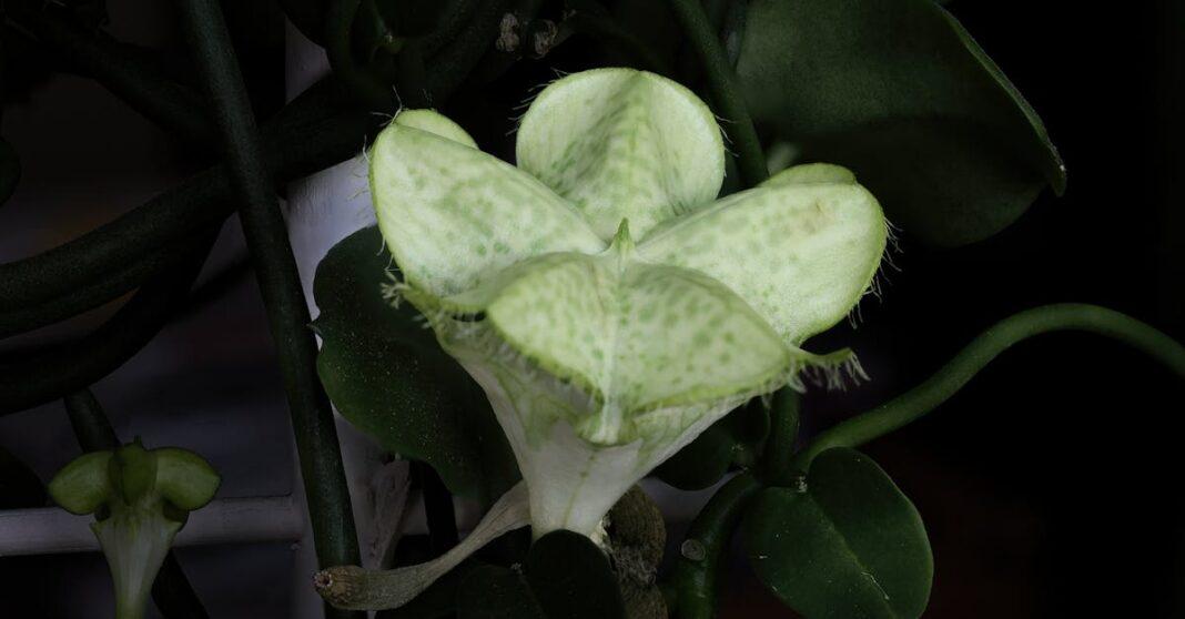découvrez la ceropegia, une plante grimpante aux fleurs originales qui ajoute une touche unique à votre intérieur ou jardin. idéale pour les amateurs de plantes exotiques, elle se distingue par sa facilité d'entretien et son allure fascinante.