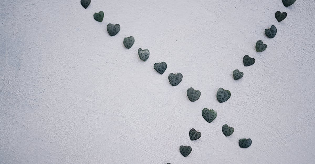 découvrez la ceropegia, une plante fascinante aux formes uniques et aux besoins spécifiques. apprenez comment cultiver et entretenir cette merveilleuse plante grimpante, idéale pour ajouter une touche d'exotisme à votre intérieur ou jardin.