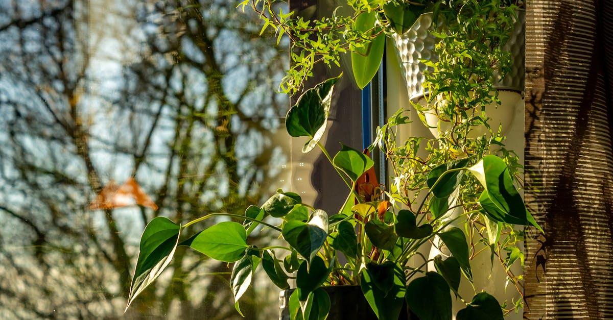 découvrez la ceropegia, une plante fascinante aux formes uniques et à la floraison originale. apprenez à en prendre soin et à l'intégrer dans votre intérieur ou votre jardin.