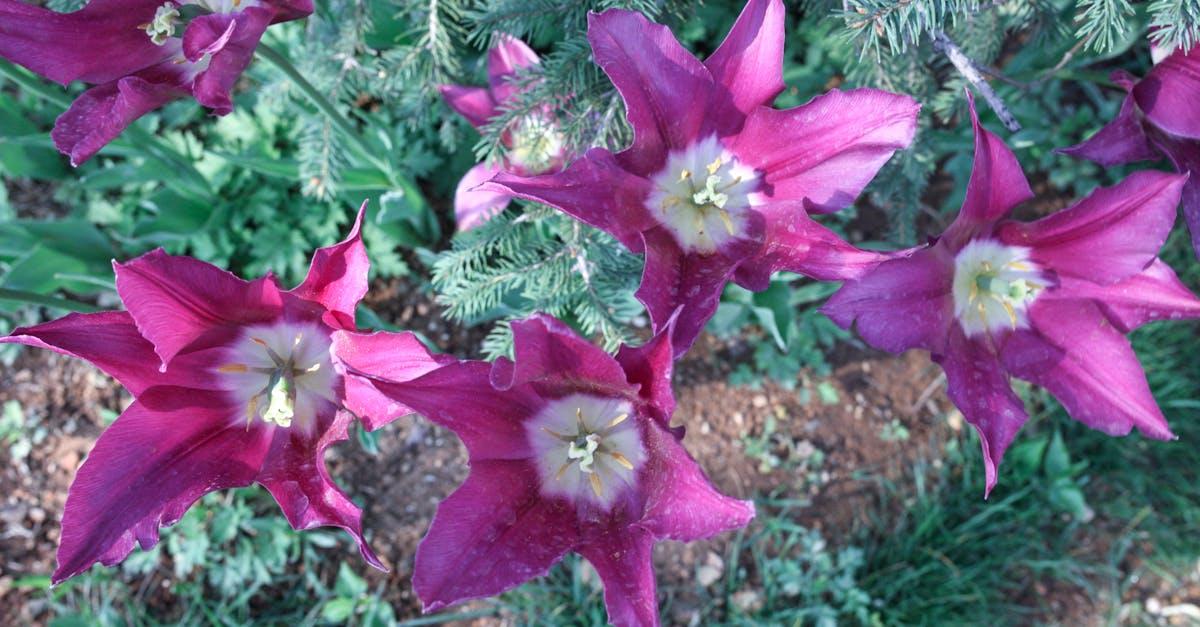 découvrez l'univers fascinant des clématites, ces plantes grimpantes aux fleurs éblouissantes. apprenez tout sur leurs variétés, conseils de culture et entretien pour embellir votre jardin avec élégance.