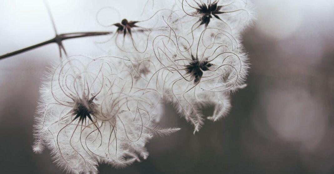 découvrez la beauté et la diversité des clématites, ces magnifiques plantes grimpantes qui ajoutent une touche de couleur et d'élégance à votre jardin. apprenez leurs caractéristiques, leurs variétés et comment les cultiver pour en profiter pleinement.
