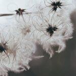 découvrez la beauté et la diversité des clématites, ces magnifiques plantes grimpantes qui ajoutent une touche de couleur et d'élégance à votre jardin. apprenez leurs caractéristiques, leurs variétés et comment les cultiver pour en profiter pleinement.