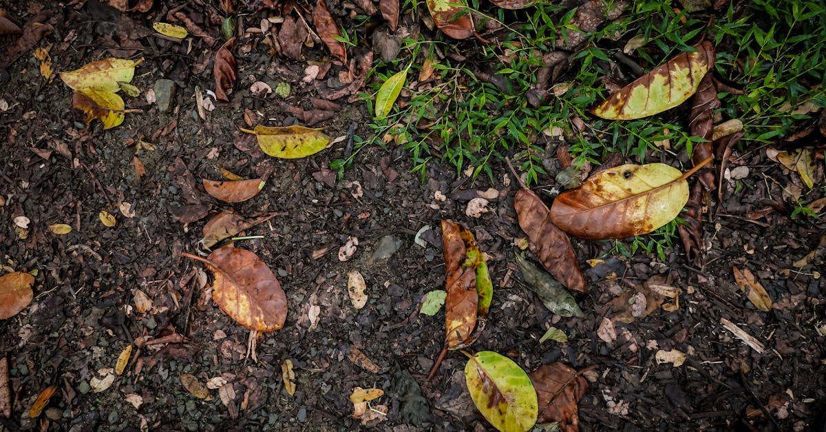 découvrez l'art du compostage pour réduire vos déchets et enrichir votre jardin. apprenez à transformer vos restes de cuisine et déchets de jardin en un compost riche et nutritif, bénéfique pour l'environnement et votre santé. rejoignez le mouvement écoresponsable dès aujourd'hui !