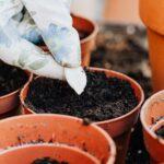 7 Conseils Pour Cultiver Des Arbres En Pot découvrez l'univers du jardinage en contenant ! apprenez à cultiver vos plantes préférées dans des pots et bacs, idéal pour les petits espaces. notre guide vous aide à choisir les bonnes variétés, à optimiser l'arrosage et à créer un jardin luxuriant chez vous.