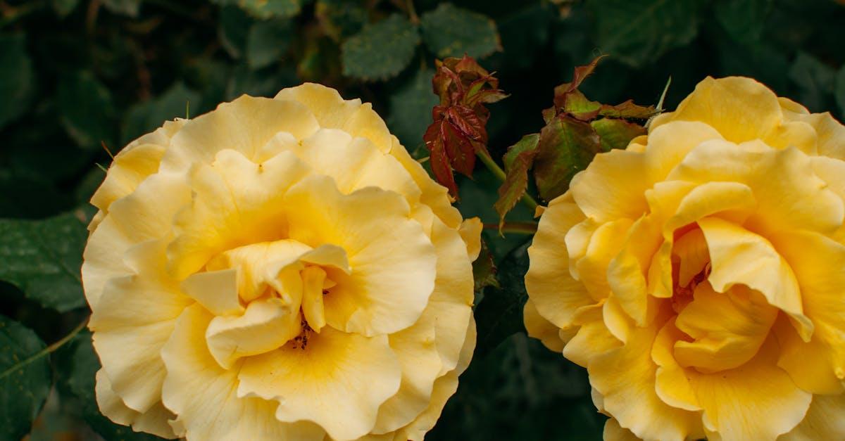 découvrez notre sélection de fleurs coupées fraîches, idéales pour égayer votre maison ou offrir en cadeau. nos bouquets variés, composés de fleurs de saison, apportent couleur et élégance à toutes vos occasions.