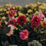 Cultiver les dahlias en harmonie avec les phases lunaires découvrez le monde fascinant des dahlias, ces fleurs colorées et majestueuses qui embellissent jardins et paysages. apprenez à les cultiver, à choisir les meilleures variétés et à profiter de leur floraison éclatante tout au long de l'été.