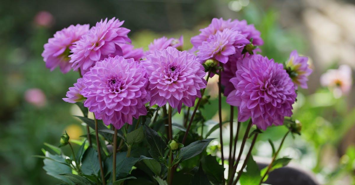 découvrez les dahlias, ces fleurs magnifiques aux couleurs éclatantes et aux formes variées. apprenez comment les cultiver, les entretenir et les associer dans vos jardins pour une explosion de beauté tout au long de l'été.