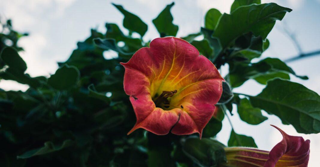 découvrez le monde fascinant du datura, une plante aux fleurs spectaculaires et aux propriétés intrigantes. apprenez-en plus sur ses caractéristiques, son utilisation en médecine traditionnelle et les précautions à prendre avec cette plante aux effets puissants.