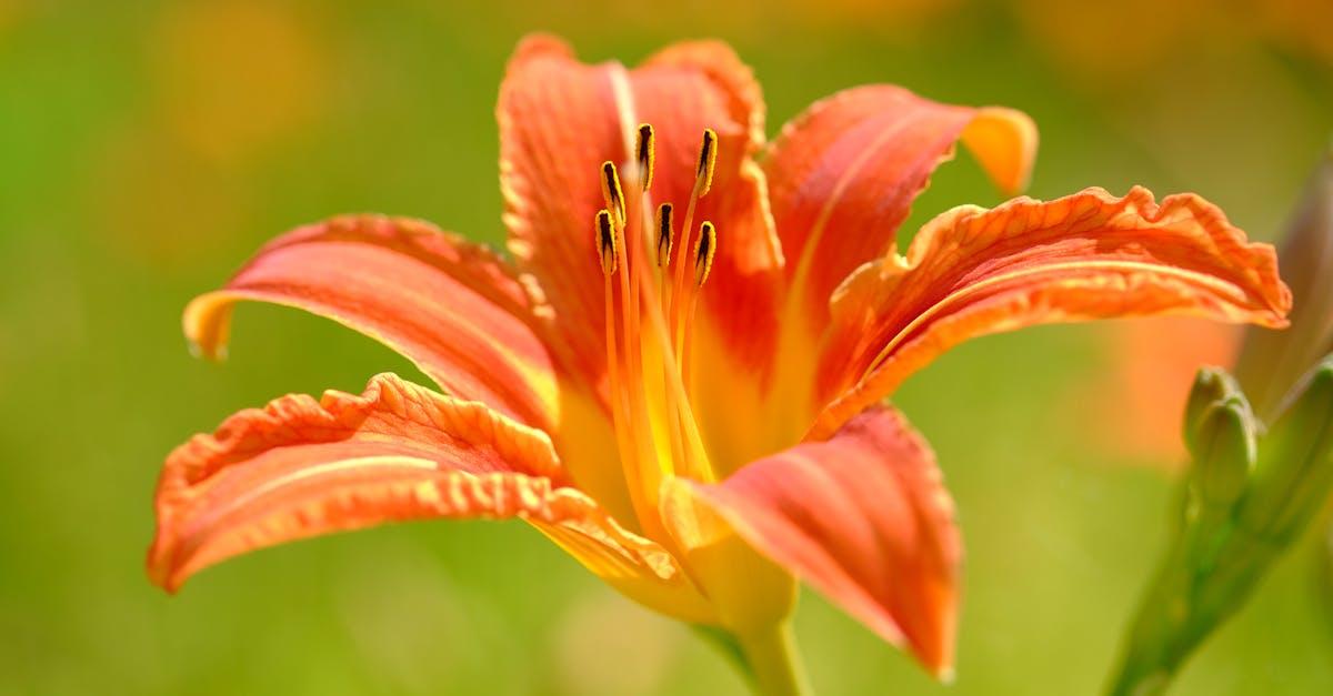 découvrez le daylily, une plante vivace à la beauté éclatante, idéale pour embellir vos jardins. apprenez tout sur ses variétés, ses soins et sa floraison spectaculaire qui apportent couleur et élégance à vos espaces extérieurs.