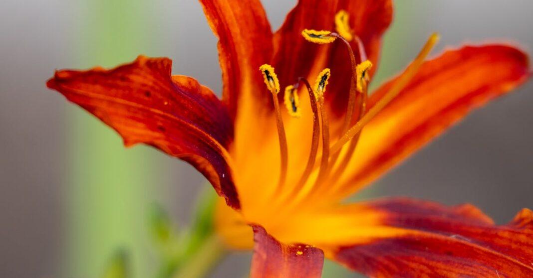découvrez le daylily, une plante vivace aux fleurs éclatantes et aux nombreuses variétés. idéale pour embellir votre jardin, elle demande peu d'entretien et fleurit tout l'été. apprenez à cultiver et entretenir cette magnifique plante pour profiter de sa beauté saison après saison.