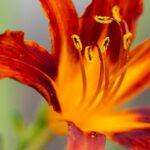 Hémérocalle : Tout Savoir Sur Cette Vivace Extraordinaire découvrez le daylily, une plante vivace aux fleurs éclatantes et aux nombreuses variétés. idéale pour embellir votre jardin, elle demande peu d'entretien et fleurit tout l'été. apprenez à cultiver et entretenir cette magnifique plante pour profiter de sa beauté saison après saison.