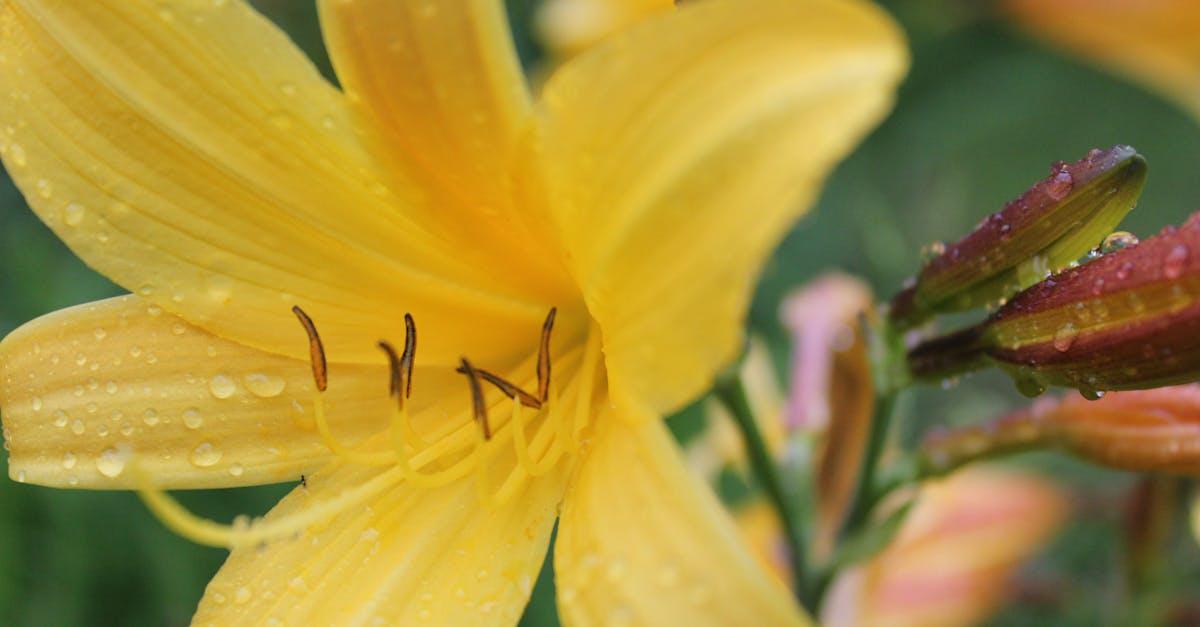 découvrez les daylilies, ces magnifiques fleurs vivaces aux couleurs vives et à la floraison généreuse. apprenez à les cultiver dans votre jardin et profitez de leur facilité d'entretien et de leur résistance.