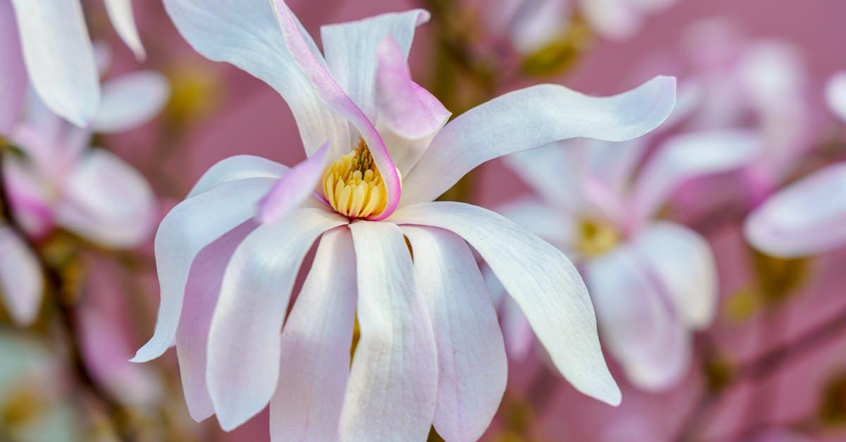 découvrez les magnolias caducs, des arbres majestueux qui offrent une floraison spectaculaire au printemps. apprenez leurs caractéristiques, conseils de culture et variétés pour embellir votre jardin.