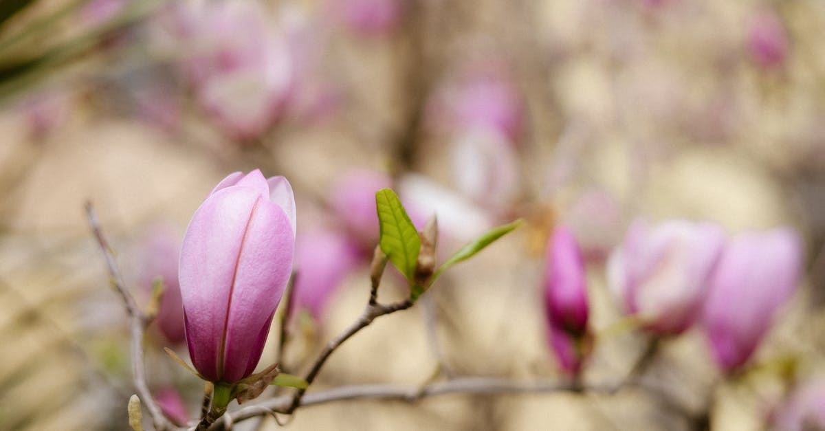 découvrez les magnolias caducs, une variété d'arbres majestueux qui éblouissent par leurs fleurs spectaculaires au printemps. apprenez comment les cultiver et les entretenir pour profiter de leur beauté saisonnière dans votre jardin.