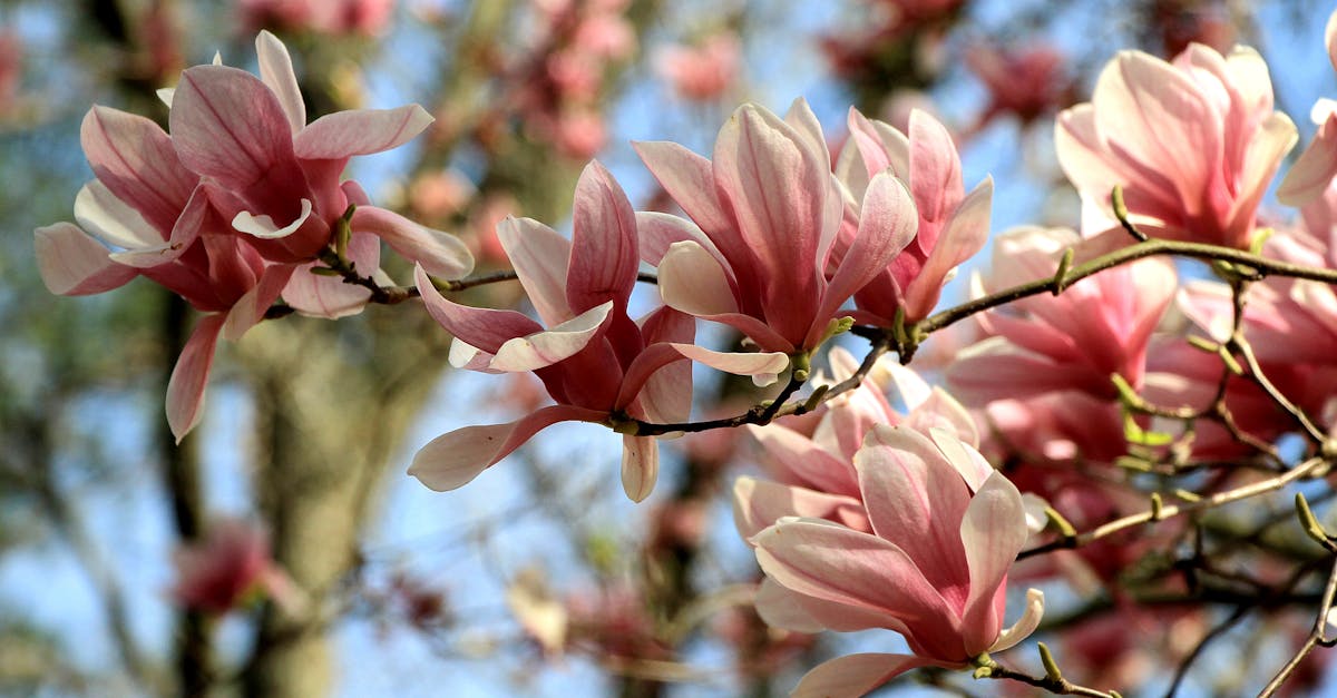 découvrez les magnolias à feuilles caduques, des arbres majestueux qui embellissent vos jardins avec leurs fleurs spectaculaires et leur feuillage attrayant. apprenez à les cultiver et à en prendre soin pour profiter de leur beauté saison après saison.