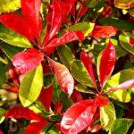 découvrez notre sélection de buissons décoratifs pour embellir votre jardin. ces plantes uniques ajoutent couleur et texture à votre espace extérieur, tout en étant faciles à entretenir. parfaites pour orner vos allées, bordures ou massifs, nos arbustes décoratifs apportent une touche de charme naturel.