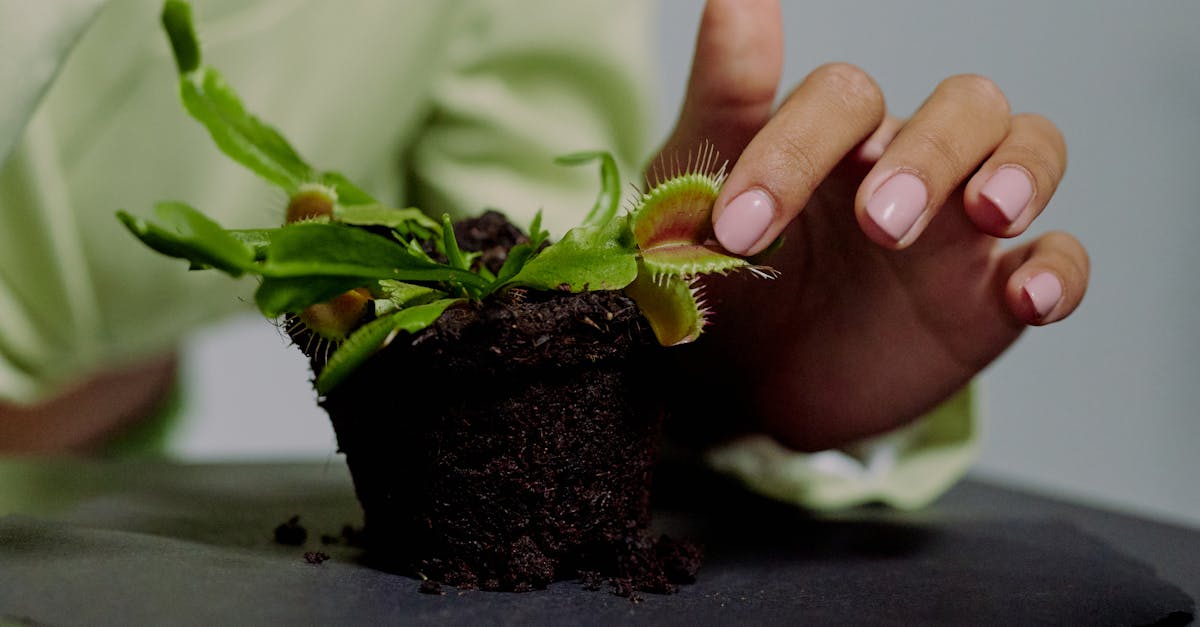 découvrez la dionaea muscipula, communément appelée la plante attrape-mouches. explorez ses caractéristiques fascinantes, son habitat naturel, et apprenez à l'entretenir chez vous pour profiter de ses étonnantes capacités de capture d'insectes.
