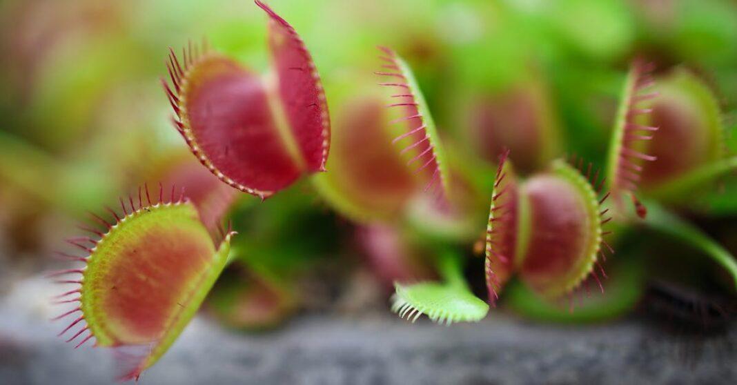 découvrez la dionaea muscipula, également connue sous le nom de plante carnivore venus flytrap. apprenez tout sur ses caractéristiques uniques, ses besoins en culture et comment entretenir cette plante fascinante qui capture des insectes grâce à ses feuilles en forme de mâchoires.